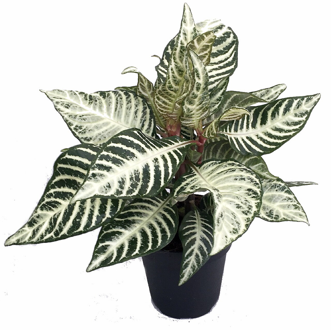 Snow White Zebra Plant - Aphelandra - 4" Pot - Exotic & Unusual Houseplant